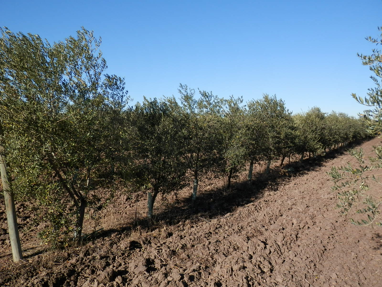 cultivo de olivar superintensivo