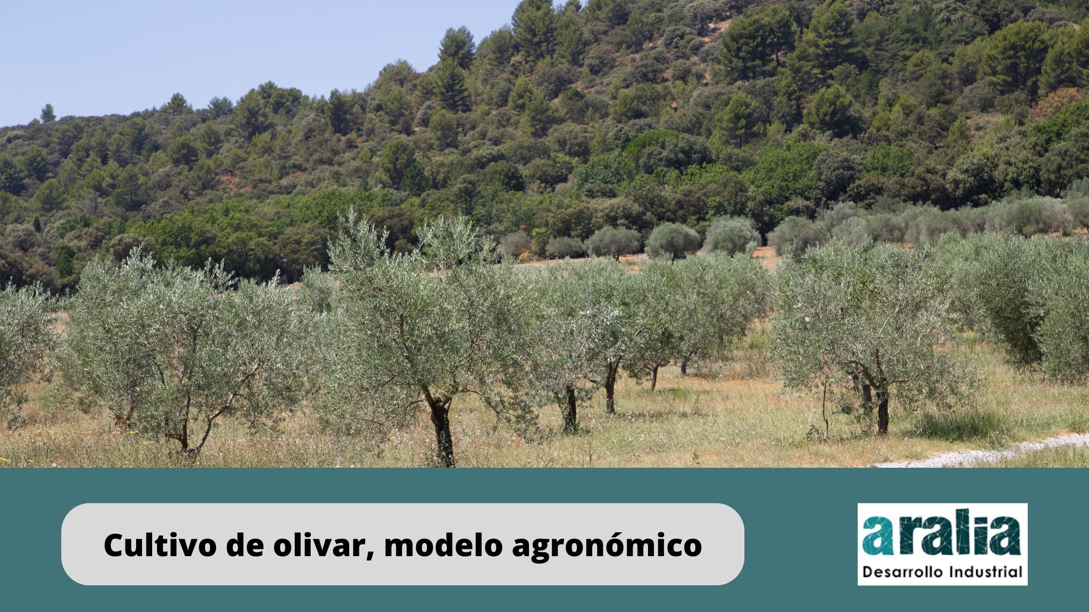 Cultivo-olivar-modelo-agronómico
