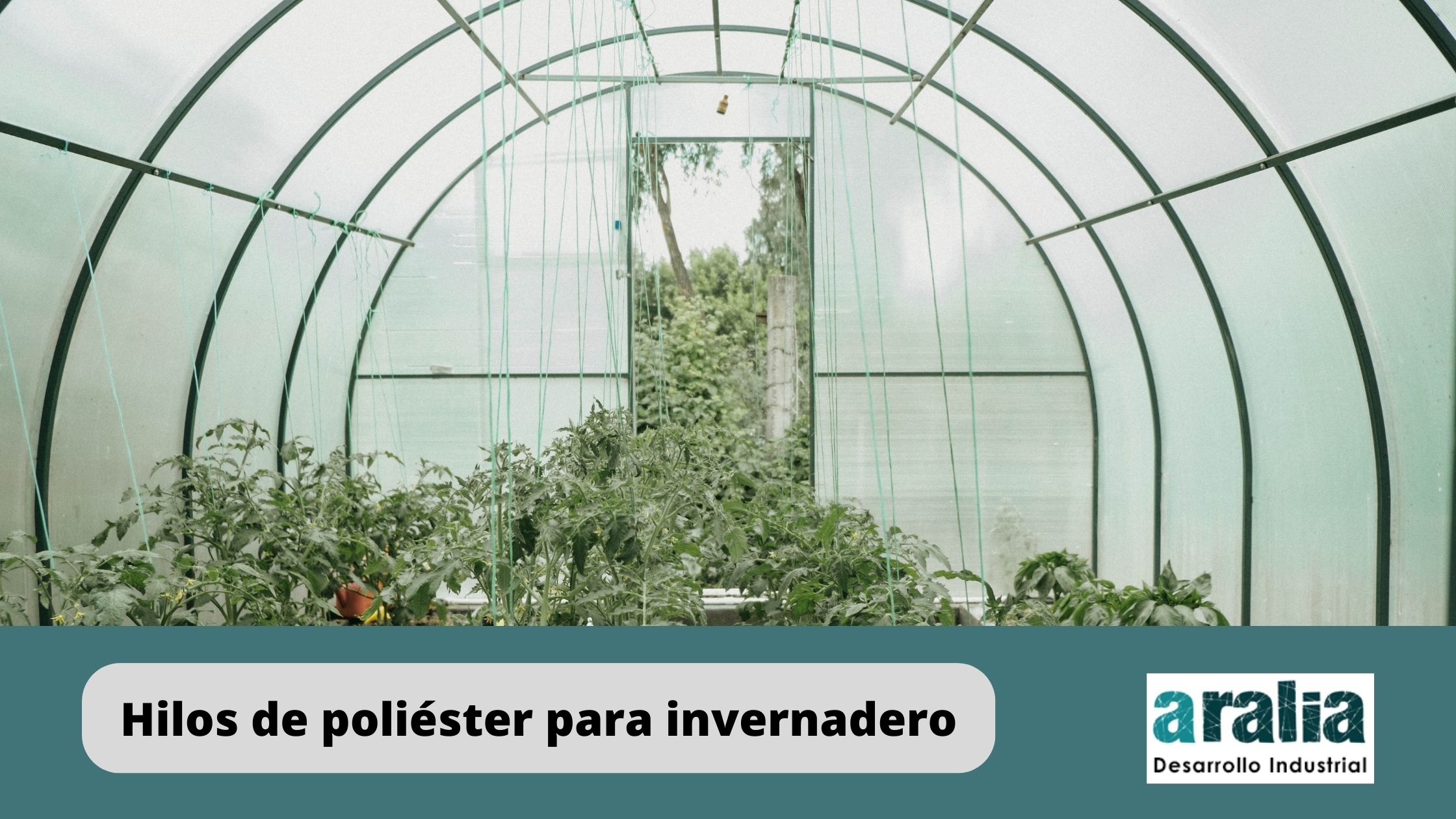 Hilo-poliester-invernadero